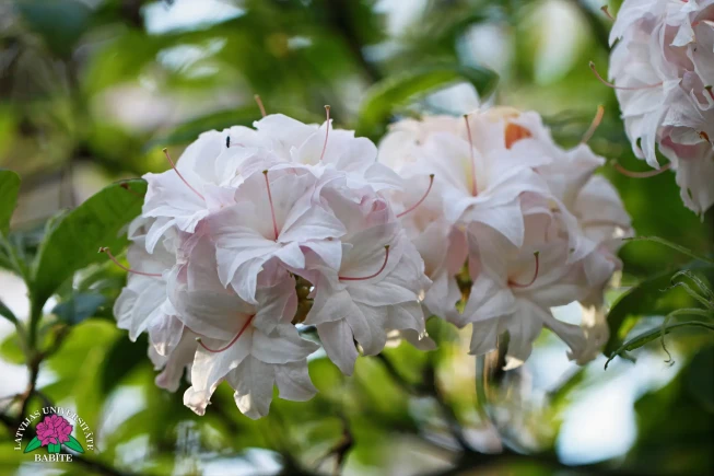 Rhododendron   'Brocēni'